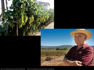 http://www.loquepasaentenerife.com/files/vendimia4.jpg http://www.cnnexpansion.com/media/2009/12/14/viticultor.jpg 