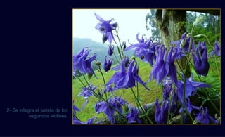 2- Se integra el solista de los




                                  vte.
           segundos violines.
 