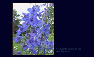 ela mamusia
              4- emulando sonidos de tres
              aves diferentes.
 