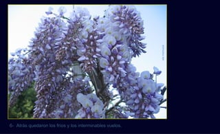 ela mamusia
6- Atrás quedaron los fríos y los interminables vuelos.
 