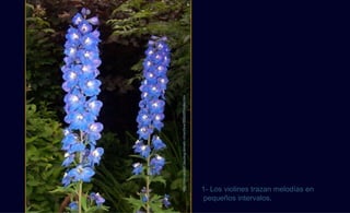 http://monjardin2.bleublog.lematin.ch/archive/2008/07/index.htm



 pequeños intervalos,
1- Los violines trazan melodías en
 