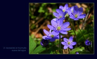 fotoplatforma
2- recreando el murmullo
         suave del agua
 