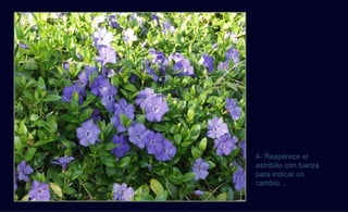 4- Reaparece el
estribillo con fuerza
para indicar un
cambio…
 