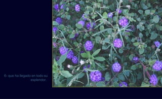 6- que ha llegado en todo su
                 esplendor.
 