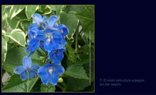 http://home-and-garden.webshots.com/photo/1151068255034064391yIISrn
sin dar respiro,
7- El violín estructura arpegios
 
