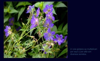 2- Los gorjeos se multiplican
por aquí y por allá con
diversos sonidos.
 