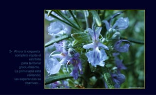 5- Ahora la orquesta
    completa repite el
             estribillo
        para terminar
      gradualmente.
   La primavera está
            reinando;
   las esperanzas se
          reavivan…
                          FLOR DEL ROMERO
 