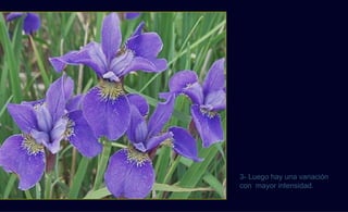 3- Luego hay una variación
con mayor intensidad.
 