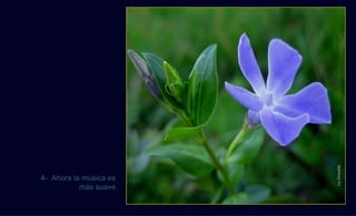 La Girouette
4- Ahora la música es
           más suave.
 