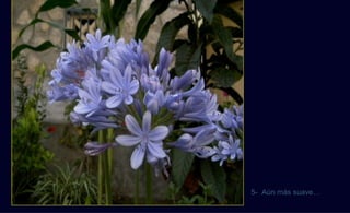 5- Aún más suave…
 