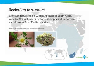 Sceletium tortuosum is a wild plant found in South Africa,
used by African hunters to boost their physical performance
and alterness from Prehistoric times.
Sceletium tortuosum
https://en.wikipedia.org/wiki/Sceletium_tortuosum
 