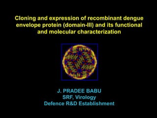Cloning and expression of recombinant dengue
envelope protein (domain-III) and its functional
and molecular characterization
J. PRADEE BABU
SRF, Virology
Defence R&D Establishment
 