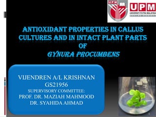 ANTIOXIDANT PROPERTIES IN CALLUS
CULTURES AND IN INTACT PLANT PARTS
OF
GYNURA PROCUMBENS
VIJENDREN A/L KRISHNAN
GS21956
SUPERVISORY COMMITTEE:
PROF. DR. MAZIAH MAHMOOD
DR. SYAHIDA AHMAD
1
 