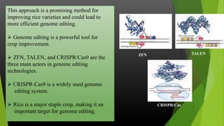 Developing fnCas9 vector for genome editing in rice through tissue ...