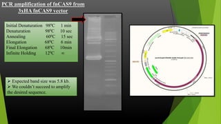 Developing fnCas9 vector for genome editing in rice through tissue culture