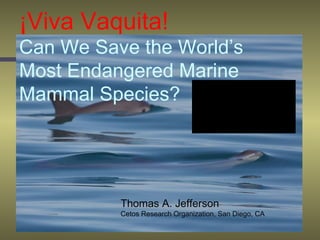 ¡Viva Vaquita!   Can We Save the World’s Most Endangered Marine Mammal Species? Thomas A. Jefferson Cetos Research Organization, San Diego, CA 