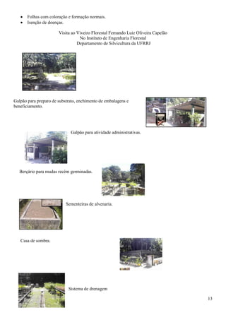 13
Folhas com coloração e formação normais.
Isenção de doenças.
Visita ao Viveiro Florestal Fernando Luiz Oliveira Capelão
No Instituto de Engenharia Florestal
Departamento de Silvicultura da UFRRJ
Galpão para preparo de substrato, enchimento de embalagens e
beneficiamento.
Galpão para atividade administrativas.
Berçário para mudas recém germinadas.
Sementeiras de alvenaria.
Casa de sombra.
Sistema de drenagem
 