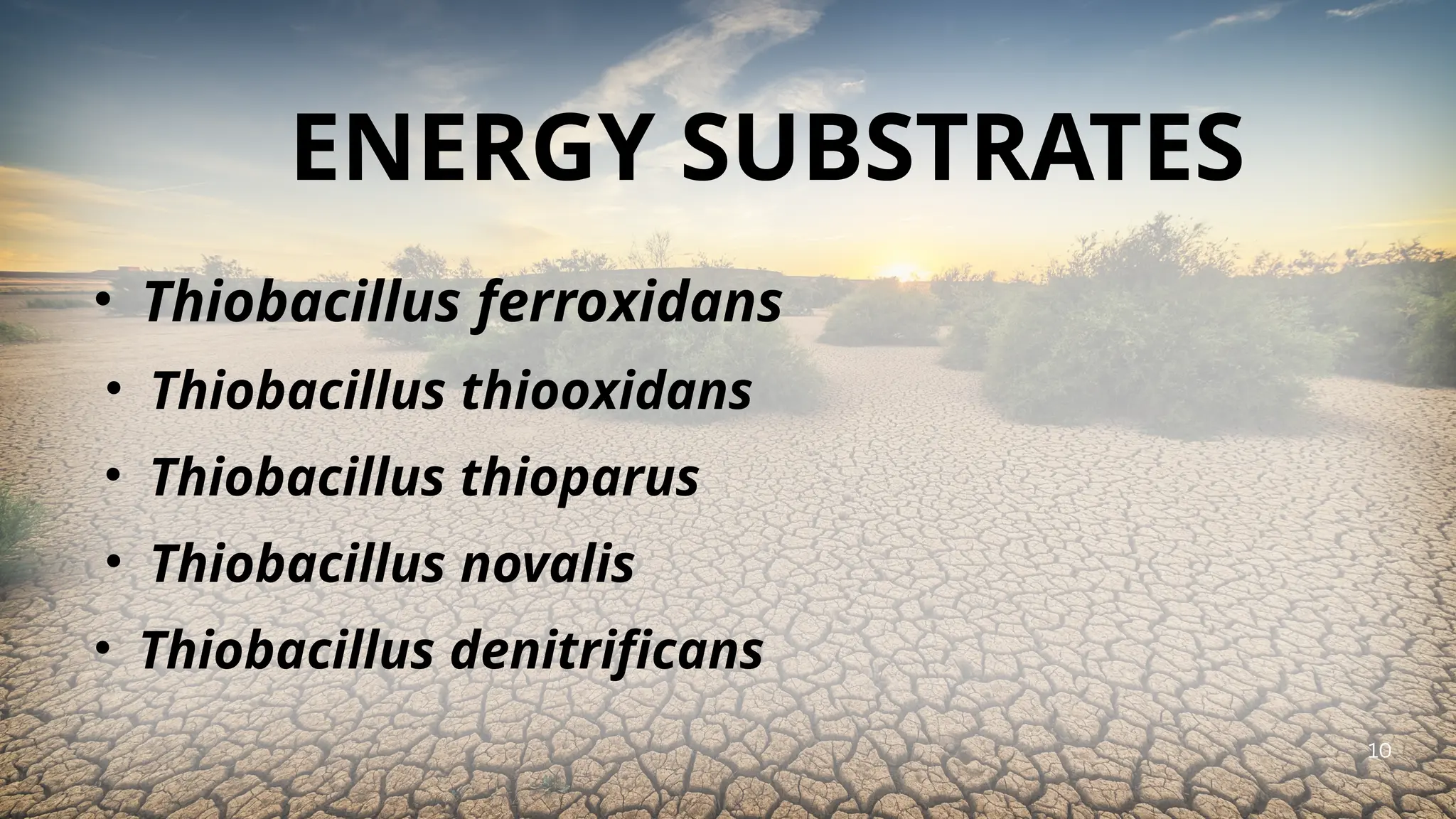 Sufur important bacteria and their functions, Application | PPTX