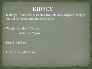  Kidneys Should be dissected from its fatty capsule. Weight
should be taken with ureters attached
 Weight- Adults- 160 gms
At birth- 26gms
 Size 11x6x3cm
 Ureters : length 25cm
KIDNEY
 