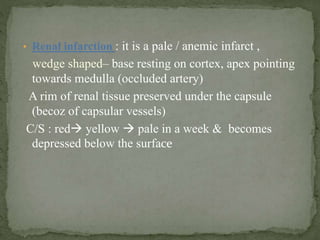 • Renal infarction : it is a pale / anemic infarct ,
wedge shaped– base resting on cortex, apex pointing
towards medulla (occluded artery)
A rim of renal tissue preserved under the capsule
(becoz of capsular vessels)
C/S : red yellow  pale in a week & becomes
depressed below the surface
 
