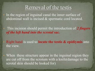 • In the region of inguinal canal the inner surface of
abdominal wall is incised & spermatic cord located.
• This incision should permit the introduction of 2 fingers
of the left hand into the scrotal sac.
• Right hand is used to locate the testis & epidiymis into
the view.
• When these structure appear in the inguinal region they
are cut off from the scrotum with a knife(damage to the
scrotal skin should be looked for)
 