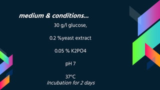 medium & conditions...
30 g/l glucose,
0.2 %yeast extract
0.05 % K2PO4
pH 7
37°C
Incubation for 2 days
 