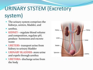 Uninary System | PPTX