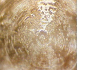 Água pura
Sob o som de
Heavy Metal
 