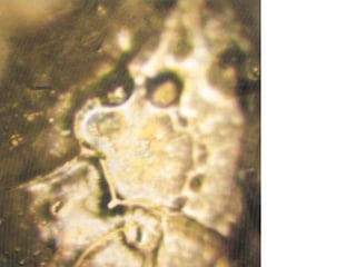 Água da represa
Fugiwara
Água do lago antes
do Reverendo Kato
Hoki, pastor
principal do Templo
de Jyuhouin, fazer
uma prática de um
hora de oração.
 