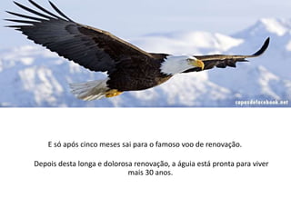 E só após cinco meses sai para o famoso voo de renovação.
Depois desta longa e dolorosa renovação, a águia está pronta para viver
mais 30 anos.
 