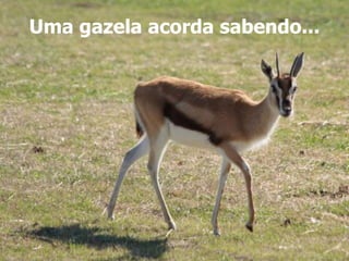 Uma gazela acorda sabendo... 
 
