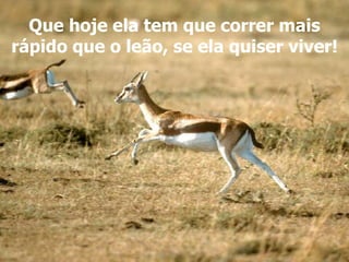 Que hoje ela tem que correr mais 
rápido que o leão, se ela quiser viver! 
 