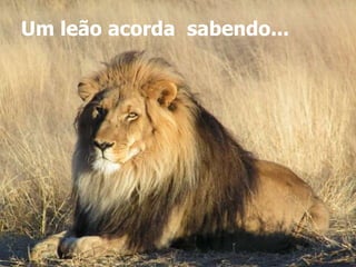 Um leão acorda sabendo... 
 