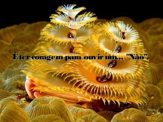 Étercoragem para ouvirum... "Não".Étercoragem para ouvirum... "Não".
 