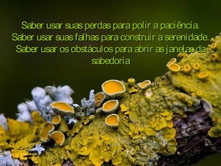 Saber usar suasperdasparapolir apaciência.Saber usar suasperdasparapolir apaciência.
Saber usar suasfalhasparaconstruir aserenidade.Saber usar suasfalhasparaconstruir aserenidade.
Saber usar osobstáculosparaabrir asjanelasdaSaber usar osobstáculosparaabrir asjanelasda
sabedoriasabedoria
 