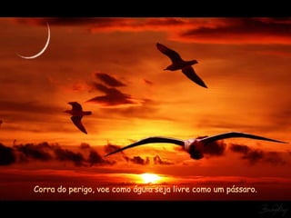Corra do perigo, voe como águia seja livre como um pássaro.   