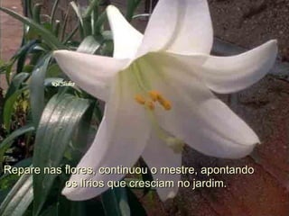 Repare nas flores, continuou o mestre, apontando  os lírios que cresciam no jardim. 
