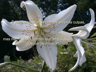 É justo angustiar-se com as próprias culpas,  mas não é sábio permitir que os vícios  dos outros o importunem. 