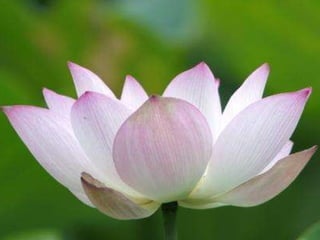 Como é possível a um ser humano viver como um vegetal? perguntou o discípulo. Disse o mestre: apenas observe a flor de lótus… 