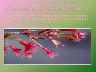 Repare nestas flores, continuou o mestre, apontando lírios que cresciam no jardim. Elas nascem no esterco, entretanto, são puras e perfumadas. Extraem do adubo malcheiroso tudo que lhes é útil e saudável, mas não permitem que o azedume da terra manche o frescor de suas pétalas. 