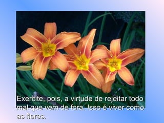 Exercite, pois, a virtude de rejeitar todo mal que vem de fora. Isso é viver como as flores.    