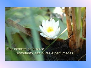 Elas nascem no esterco,  entretanto, são puras e perfumadas. 