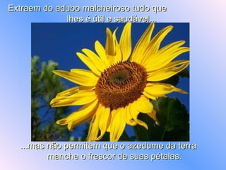 Extraem do adubo malcheiroso tudo que  lhes é útil e saudável...  ...mas não permitem que o azedume da terra  manche o frescor de suas pétalas.  