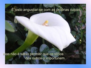 É justo angustiar-se com as próprias culpas,  mas não é sábio permitir que os vícios  dos outros o importunem. 