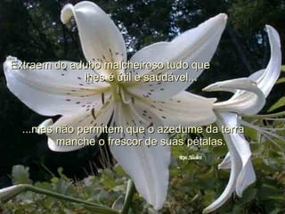 Extraem do adubo malcheiroso tudo que  lhes é útil e saudável...  ...mas não permitem que o azedume da terra  manche o frescor de suas pétalas.  