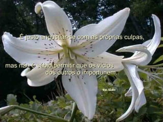 É justo angustiar-se com as próprias culpas,  mas não é sábio permitir que os vícios  dos outros o importunem. 