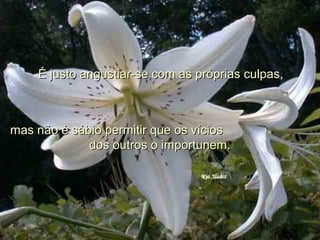 É justo angustiar-se com as próprias culpas,É justo angustiar-se com as próprias culpas,
mas não é sábio permitir que os víciosmas não é sábio permitir que os vícios
dos outros o importunem.dos outros o importunem.
 
