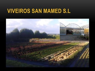 VIVEIROS SAN MAMED S.L
 