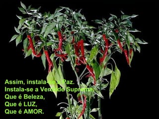 Assim, instala-se a Paz. Instala-se a Verdade Suprema, Que é Beleza, Que é LUZ, Que é AMOR.  