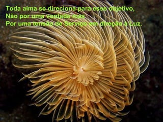 Toda alma se direciona para esse objetivo, Não por uma vontade mas Por uma tensão de Serviço em direção à Luz. 